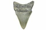 Serrated, Juvenile Megalodon Tooth - North Carolina #371536-1